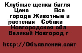 Клубные щенки бигля › Цена ­ 30 000 - Все города Животные и растения » Собаки   . Новгородская обл.,Великий Новгород г.